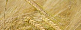 Cultivarea orzului: o provocare, da, dar atat de multa satisfactie!
